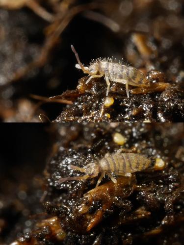 Entomobrya nigrocincta